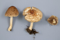 Inocybe lacera image